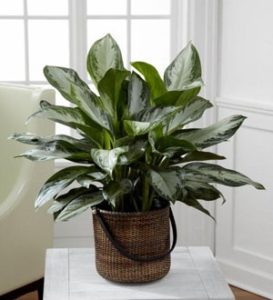 Chinese Evergreen