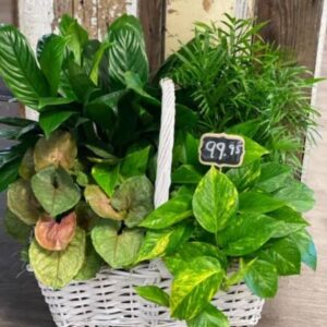 Plenty o’ Plants