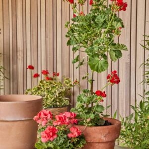 Florist Choice Blooming Plant